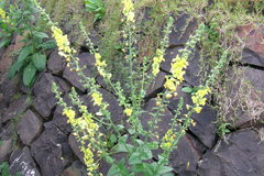 Verbascum chinense